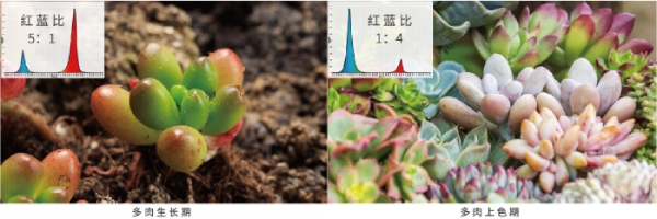 多（duō）肉的紅藍光配比
