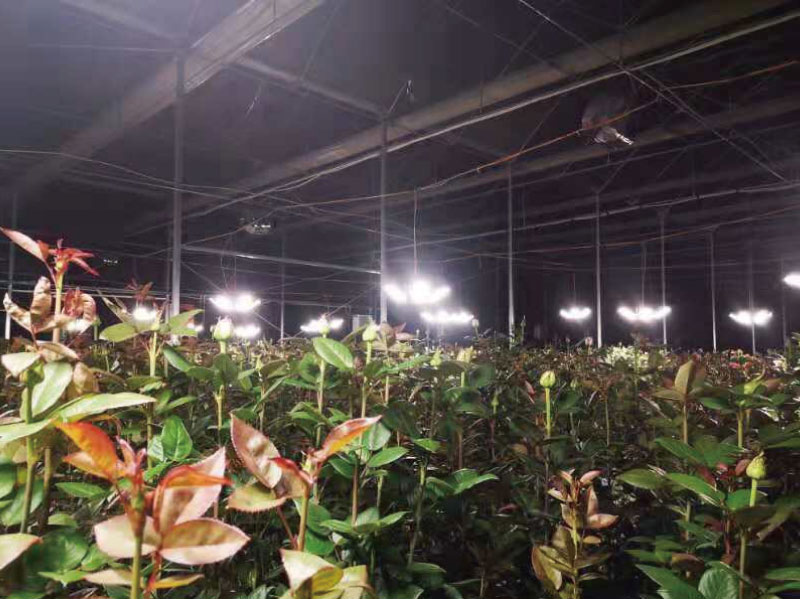 雲南（nán）昆明某玫瑰花（huā）基地