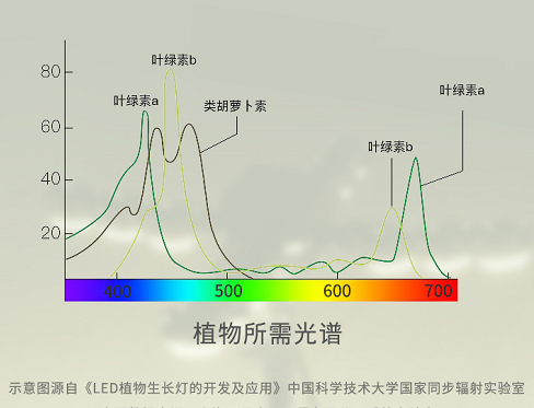 香蕉影视LED